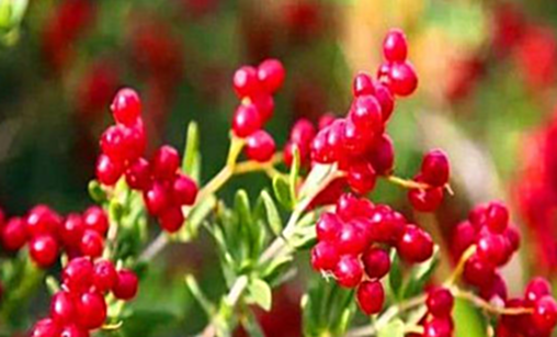 白刺果野外十分少见