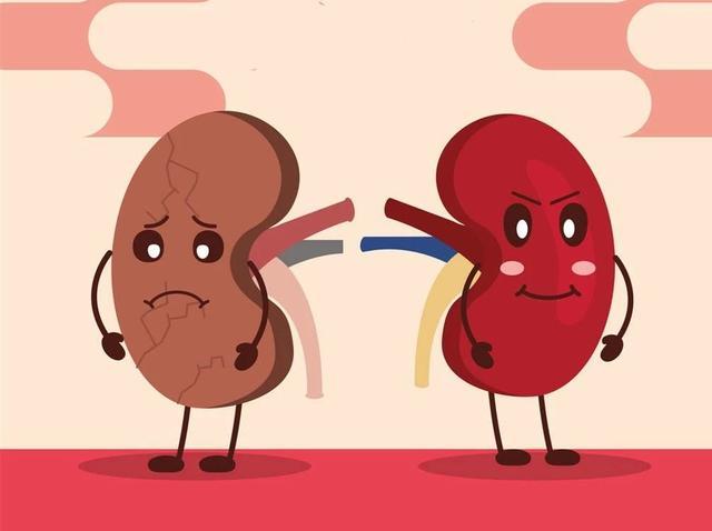 一定要爱护肾脏