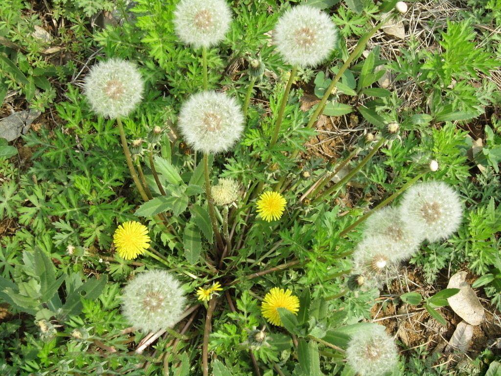 决明子植株 决明子植株